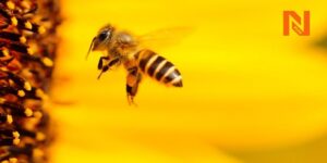 Comment récupérer un essaim d’abeilles
